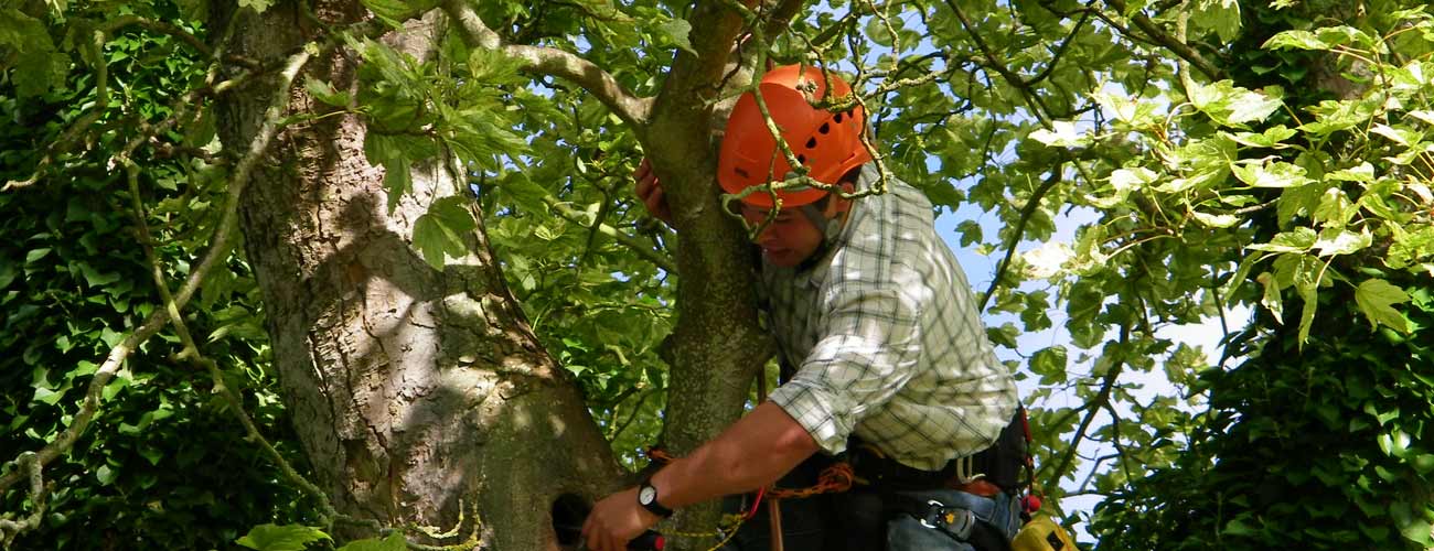 Arborist inspecting tree at height