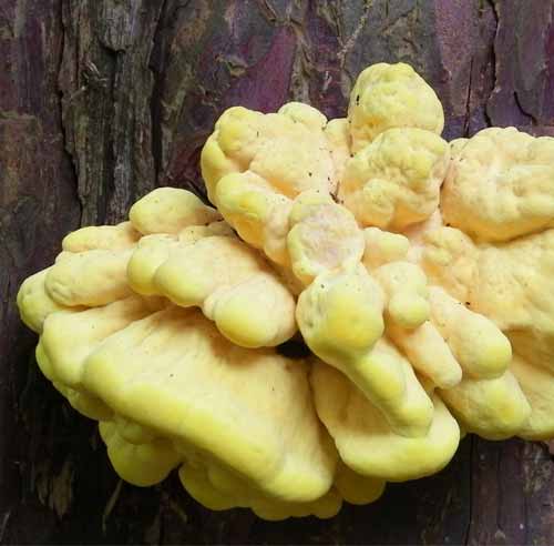 Chicken of the Woods fungus on a Yew tree