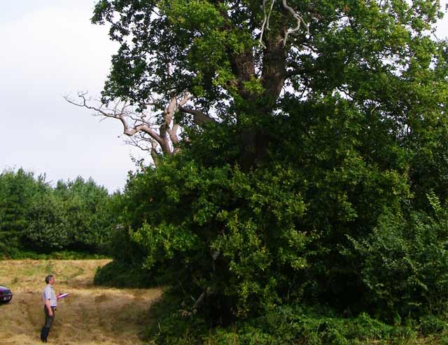 Surveying a group of ancient Sweet Chestnut on the edge of a pasture field