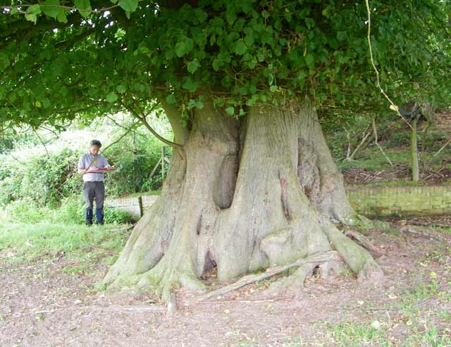 Surveying trees at Tendring Hall Park is located at Stoke-by-Nayland