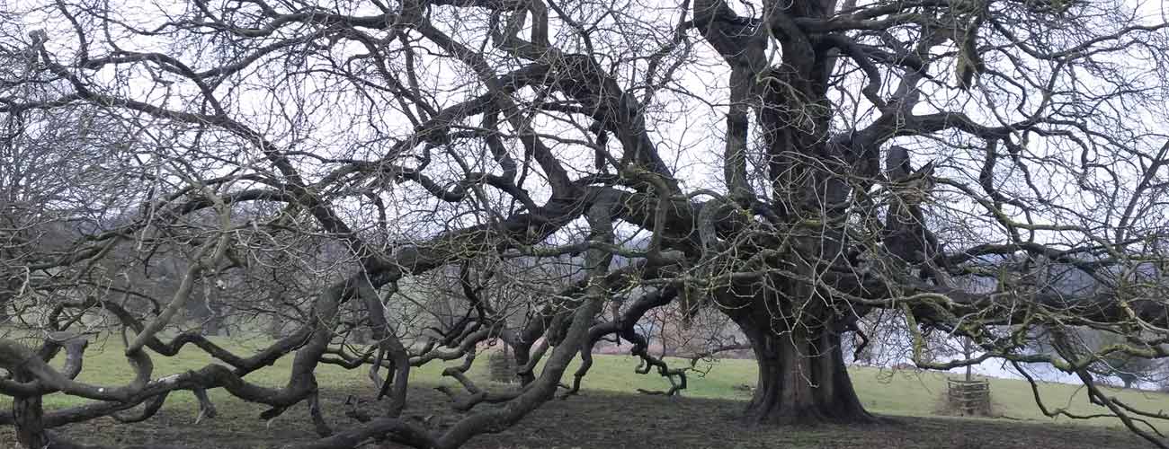 Arboricultural studies of parkland with trees