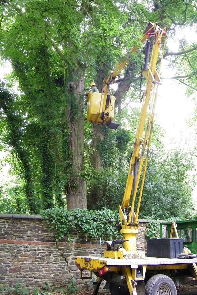Aerial tree inspection carried out from mobile platform