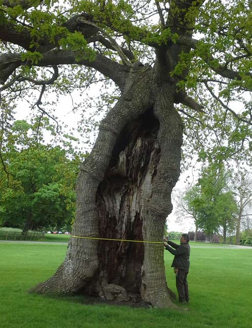 Measuring the stem diameter of a Blenheim Palace veteran Oak tree
