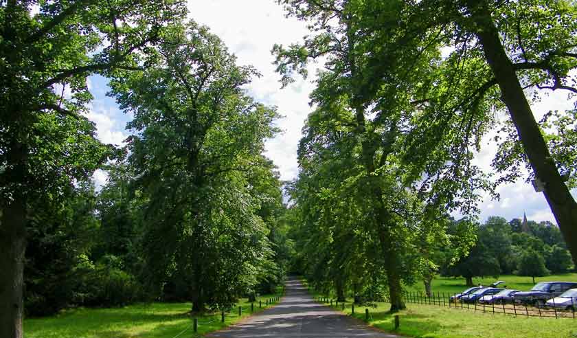Tree surveying & management for large estates